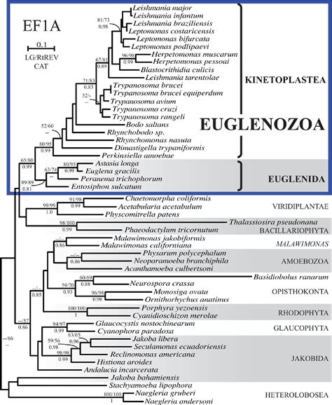 Figure From Distribution And Phylogeny Of Efl And Ef In Euglenozoa