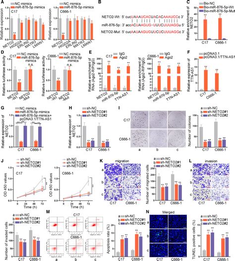 Ttn As1 Accelerates The Growth And Migration Of Nasopharyngeal