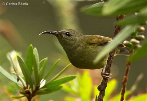 ムナグロタイヨウチョウ Black throated Sunbird Aethopyga saturata female Bird