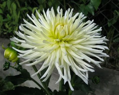 varieties  dahlias  names descriptions   general