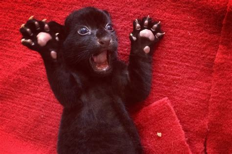 Super cute tiger cub born WITHOUT stripes poses for heart-melting ...