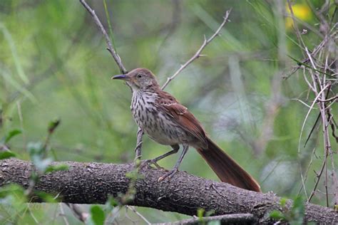 Long Billed Thrasher Toxostoma Longirostre The Long Bill Flickr