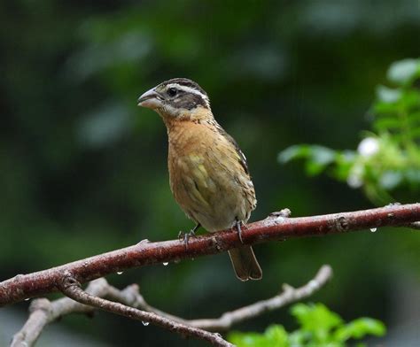 Where Do Rose Breasted Grosbeaks Spend The Winter Save The Eagles