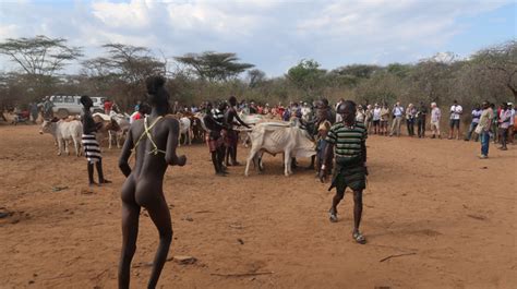 The Culture Behind The Bull Jumping Ceremony Absolute Ethiopia