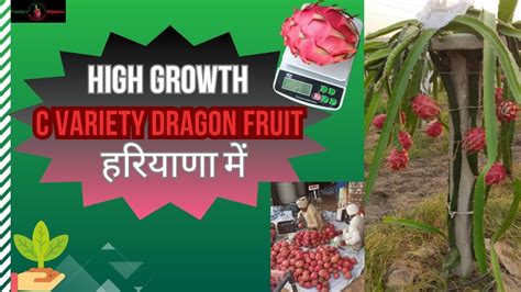 High Growth C Variety Dragon Fruit Farm Haryana Mein C Variety Dragon Fruit Plant In Haryana