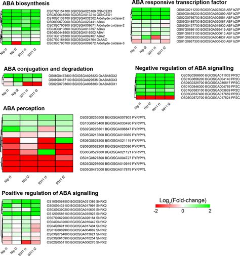 KEGG analysis of DEGs related to ABA biosynthetic pathways in ...