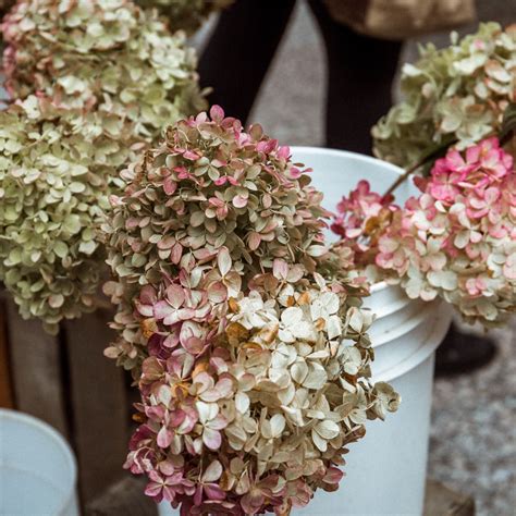 Drying Limelight Hydrangeas Top Sellers Emergencydentistry