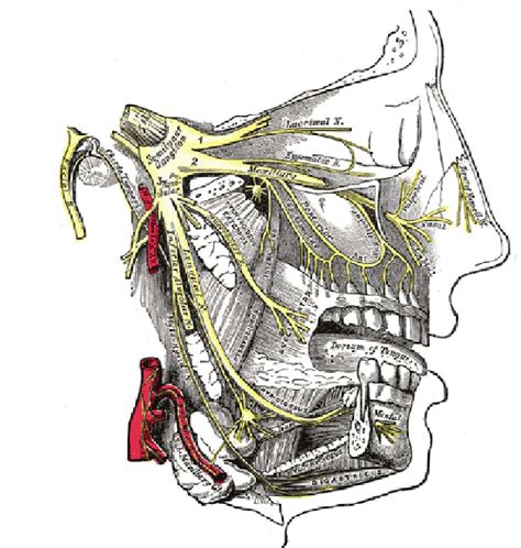 Pain Management For Trigeminal Neuralgia Novus Spine And Pain Center