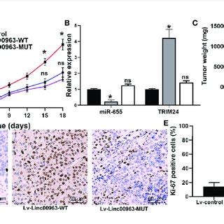 Linc Promotes Tumor Growth Of Castration Resistant Prostate