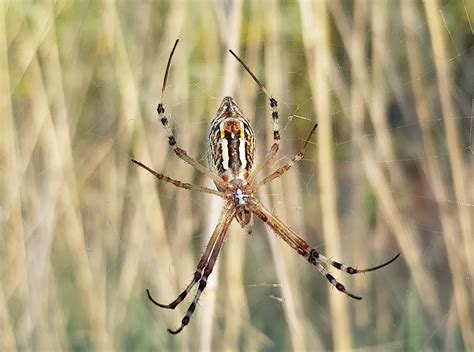 Longtailed Orb Weaving Spider Ausemade