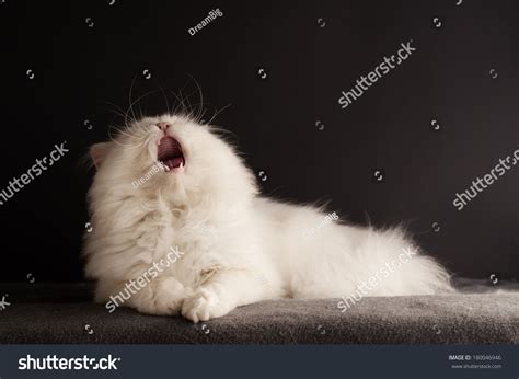 White Cat Yawning Stock Photo Shutterstock