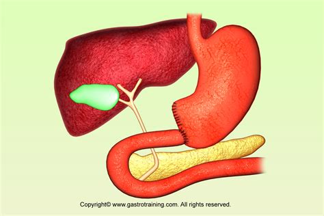 Gastroenterology Education And Cpd For Trainees And Specialists