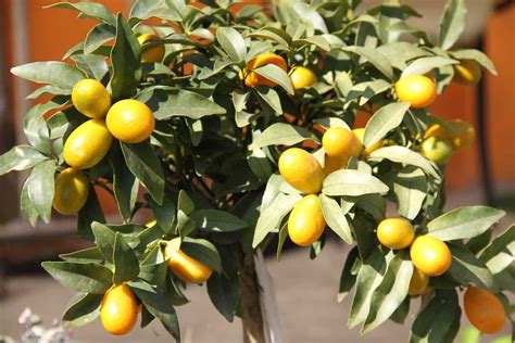 Best Fertilizer For Kumquat Tree Homemade Organic Compost Liquid How And When To Apply