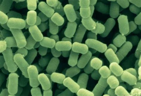 Lactobacillus Fermentum at best price in Hyderabad by Unique Biotech ...