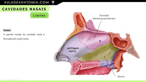 Função Das Cavidades Nasais - Anatomia Das Conchas Nasais 413x413