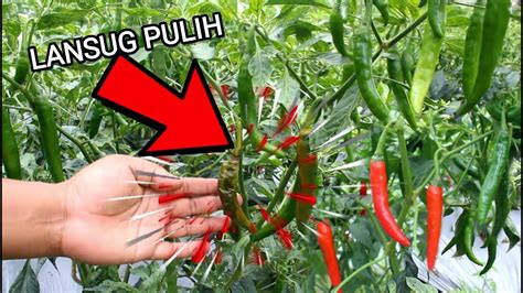 Ini Cara Mengatasi Busuk Buah Pada Tanaman Cabe Kenali Gejalanya