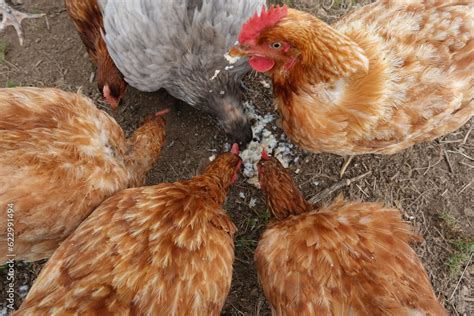 gallinas comiendo pan barra de pan para las gallinas alimentación