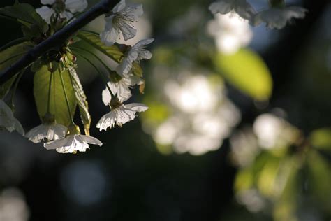 Free Images Tree Nature Branch Light Sunlight Leaf Flower