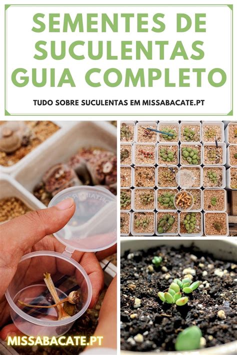 Sementes De Suculentas Guia Para Plantar Suculentas How To Dry Basil