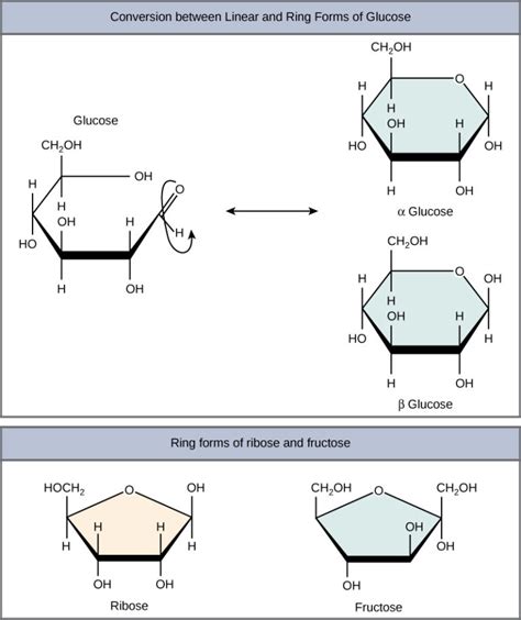 Structure And Function Of Carbohydrates Biology For Majors I