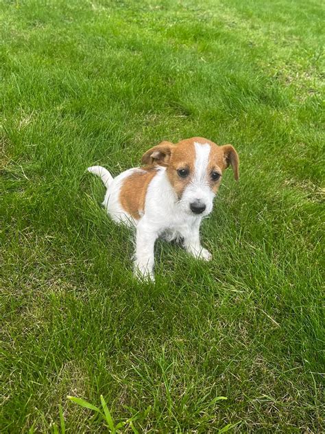 4 Little Boy Jack Russel Puppies For Sale In Chalfont St Peter