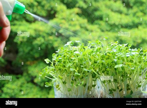 Hand Watering Daicon Microgreens Grown As Hydroponic Houseplant At The