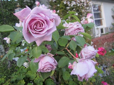 29 best images about sterling silver roses--my fav on Pinterest | Vase, Lavender and Villas