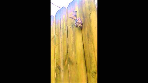 A Baby Bird Gets Stuck In Fence Youtube