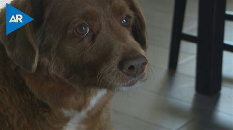 Bobi de 30 años el perro más longevo del mundo