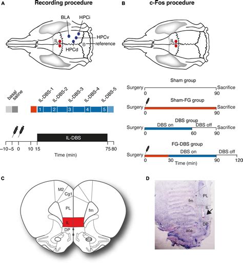Frontiers Sex Differences In Amygdalohippocampal Oscillations And