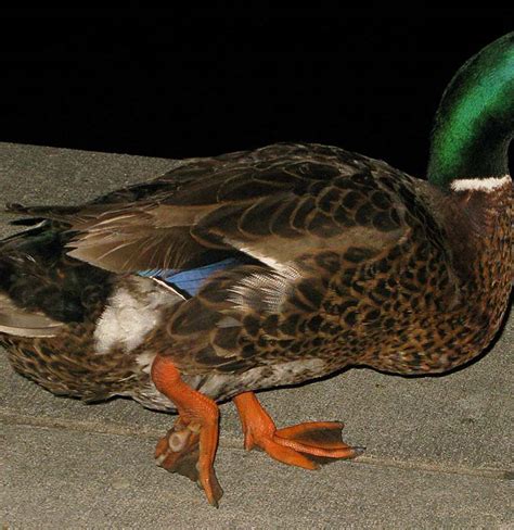 bumblefoot  pet ducks