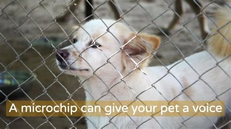 Microchip Guide Petlink