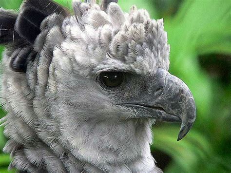 The Harpy Eagle - El Águila Harpía