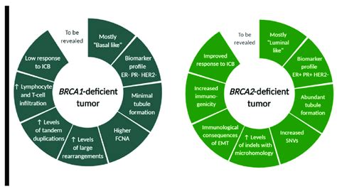 Brca1 And Brca2 Deficient Tumor Characteristics Differ In Download