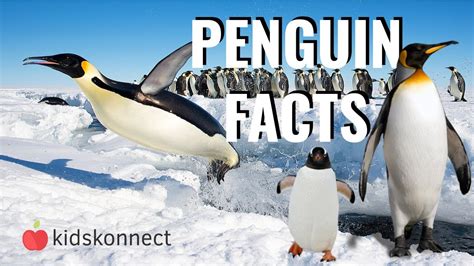 Penguin Facts For Kids - YouTube
