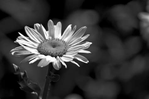 Black And White Daisy... by Eric-Casper on DeviantArt