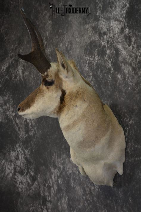 Pronghorn Antelope Wall Pedistal Taxidermy Mount For Sale Sku 1984