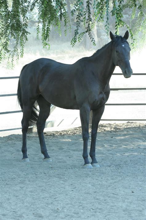 Black Thoroughbred Gelding Stock by HorseStockPhotos on DeviantArt