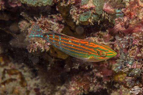 Adorned Wrasse- Facts and Photographs | Seaunseen