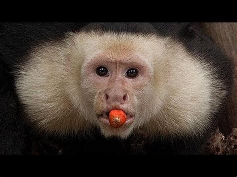 White Throated Capuchin The Most Intelligent Monkey