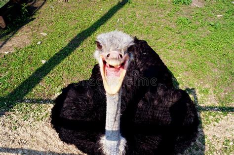 Smile Laugh Joy Funny Ostrich Is Laughing Stock Image Image Of