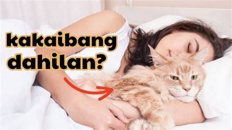 Kakaibang Dahilan Bakit Gustong Gusto Tumabi Sa Iyo Ang Alaga Mong Pusa