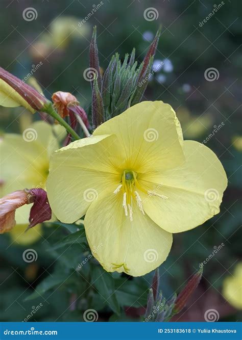 Oenothera Biennis Common Evening Primrose Is Flowering Plant In