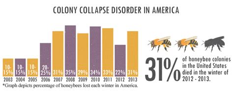 Increasing Your Garden’s Bee Population