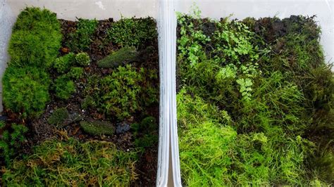 How To Propagate Your Own Moss Youtube