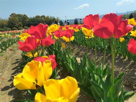 咲いた咲いたチューリップの花が ひろみん、ライダーになる