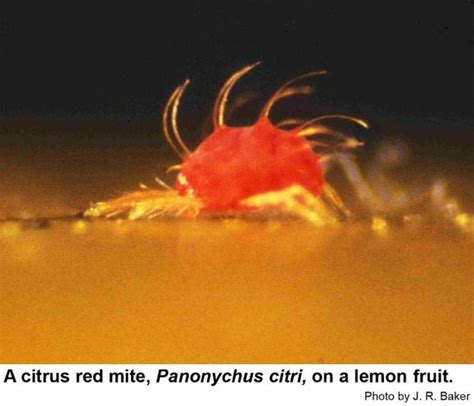 Citrus Red Mite Nc State Extension Publications