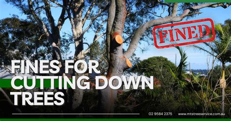 Fines For Cutting Down Trees In Sydney What You Need To Know