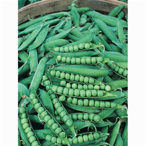 Peas Green Arrow (67 Days) – T&T Seeds