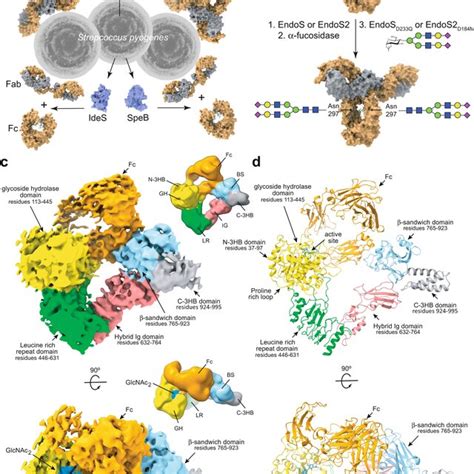 Molecular Mechanism Of Antibody Recognition By EndoS And EndoS2 Kinetic